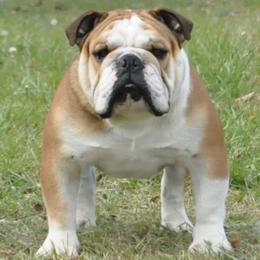 Bulldogs from Cash's Bull Babies