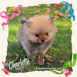 Charlotte - Orange sable female Pomeranian puppy in Eatonville, Washington from Foxy Forest Poms