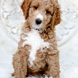 Goldendoodle Puppies from Pixie Goldendoodles