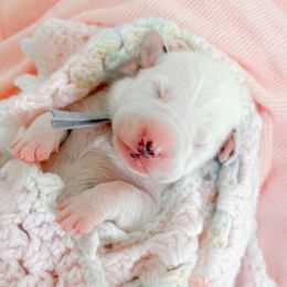 Female puppy 1 - White and black female Dalmatian puppy in Whitwell, Tennessee from Rock a Dalmatian “RockADal”