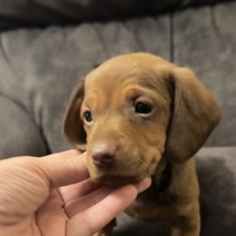 Boy 1 - male Dachshund puppy in Silsbee, Texas from The Doxie Den