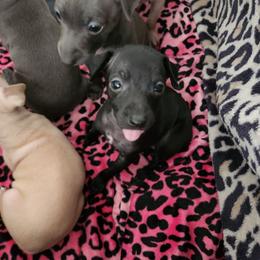 Black Boy - Black male Italian Greyhound puppy in Snohomish, Washington from Divine Italian Greyhounds