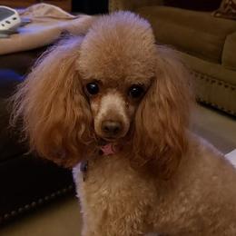 Virginia - Poodle