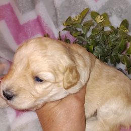 Miniature Schnauzer puppies from Debra Kruse's Miniature Schnauzers