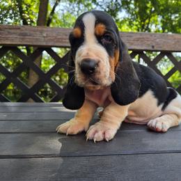 Yeti - Black white and brown male Basset Hound puppy in Denison, Texas from Emma Lou's Baby Bassets
