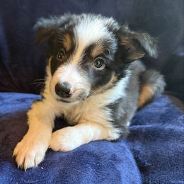 Finn - Tri-color male Border Collie puppy in Paris, Texas from Broadmoor Farm