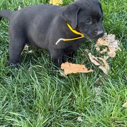 Black - yellow collar - Black female Dilute Retriever puppy in Teton County, Montana from East Front Labradors & Treasure State Schnauzers