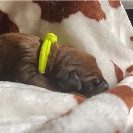 Redbone Coonhound Puppies from Helper Hounds