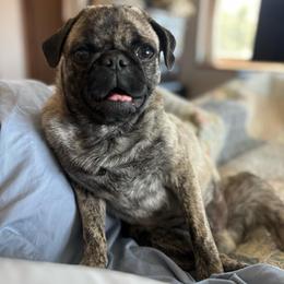 Romeo - Pug