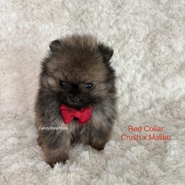 Red Collar Male - Red sable male Pomeranian puppy in Lehi, Utah from Candy Shop Poms