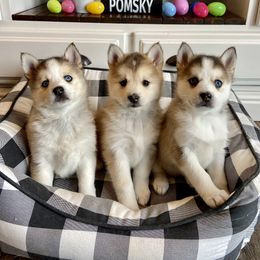 Pomsky Puppies from Goodness Gracious Pomskies