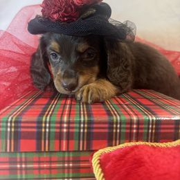 Pretty Girl - Chocolate and tan female Dachshund puppy in Polo, Missouri from Blue Tails Farm