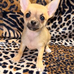Penny - Black sabled fawn female Chihuahua puppy in Fredericksburg, Indiana from Country Star Chihuahuas
