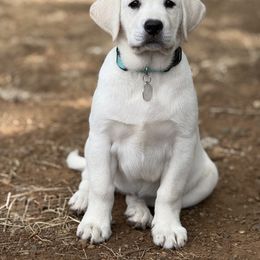 Labrador Retriever Puppies from Serenity Labradors