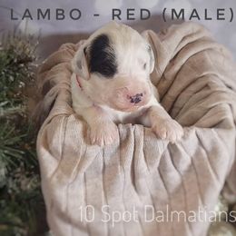 Dalmatian Puppies from 10 Spot Dalmatians