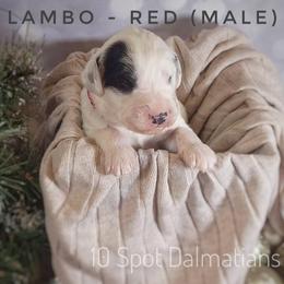 Dalmatian Puppies from 10 Spot Dalmatians