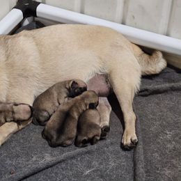 Girl 1 - Fawn female Pug puppy in Rutherfordton, North Carolina from Sweetie Pie Pugs