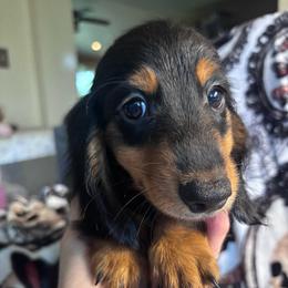 Fabio - Black and tan male Dachshund puppy in Argos, Indiana from TKO Doxies
