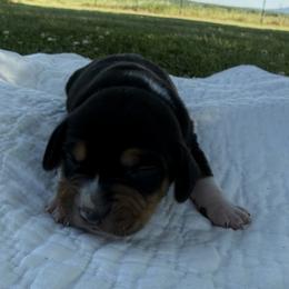 Daisy - Black white and tan female Beagle puppy in Kinta, Oklahoma from Beaver Creek Kennels