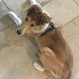 Collie Puppies from Blue Haven Collies