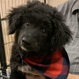 Nacho - Black and white male Aussiedoodle puppy in Nacogdoches, Texas from BA Mini Poodles