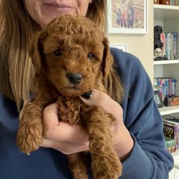 Drax - Red  male Poodle puppy in Cedar City, Utah from Precious Paws Ranch