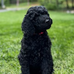 Goldendoodle Puppies from Table Rock Doodles