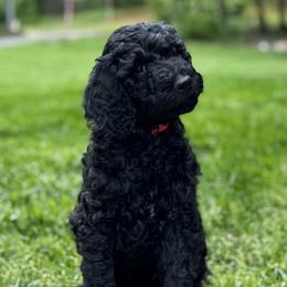 Goldendoodle Puppies from Table Rock Doodles