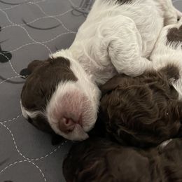 Lagotto Romagnolo Puppies from Agapē Lagotto Romagnolo