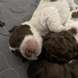 Lagotto Romagnolo Puppies from Agapē Lagotto Romagnolo