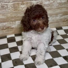 Duncan - Parti male Goldendoodle puppy in Connecticut from Gracie Doodle