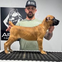 Female 2 - Fawn female Cane Corso puppy in Cashion, Oklahoma from APEXOK Cane Corsos LLC