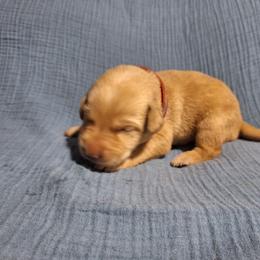 Red - Yellow male Labrador Retriever puppy in Bemidji, Minnesota from Northern Star Elite Quality Labrador Retrievers
