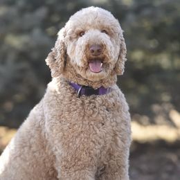 Goldendoodles, Poodles, and Sheepadoodles from Pawpanion