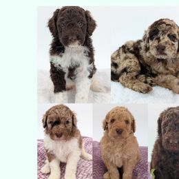 Goldendoodles from Old Mill Goldendoodles