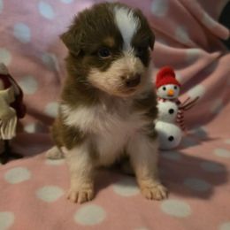 Girl 4 - Red tri-color female Australian Shepherd puppy in Athol, Idaho from ShorDu