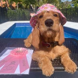 Basset Fauve de Bretagne and German Wirehaired Pointer Puppies from Afterhours German Wirehaired Pointers and Basset Fauve de Bretagne