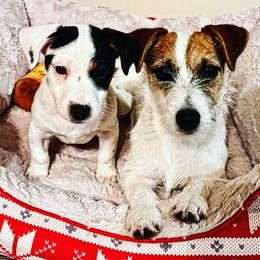Russell Terriers from Lazy Z Ranch