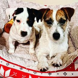 Russell Terriers from Lazy Z Ranch