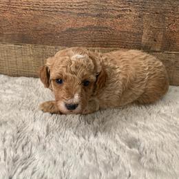 Nico - Apricot male Poodle puppy in Haddam, Kansas from Golden B Acres