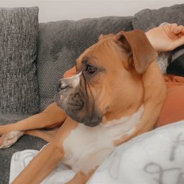 Boxers and Goldendoodles from Rock Run Kennel