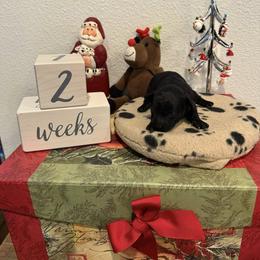 Poodle puppies from Caloosa Toy Poodles