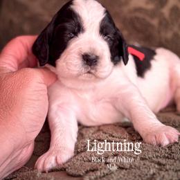 Lightning - Black and white male English Springer Spaniel puppy in Tupalo, Mississippi from Butterfield Trail Farm