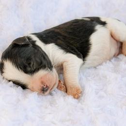 Archie - Parti male Labradoodle puppy in Crete, Nebraska from Doodles & Co