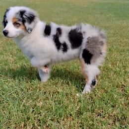 Aussiedoodle and Miniature Australian Shepherd Puppies from Aussies Acre
