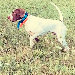 Pointer All Grown Up from WillowBrook Pointers