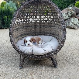 Greyson - Blenheim male Cavalier King Charles Spaniel puppy in Shingle Springs, California from California Spaniels
