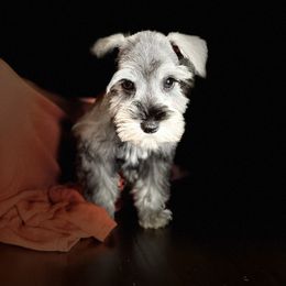 Miniature Schnauzer Puppies from L & R Miniature Schnauzers