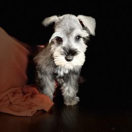 Miniature Schnauzer Puppies from L & R Miniature Schnauzers