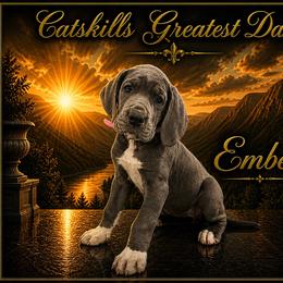 Ember - Blue female Great Dane puppy in Liberty, New York from Catskills Greatest Danes